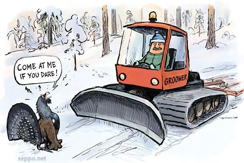  Grazy Wood Grouse and a groomer, keywords:
 Wood Grouse Capercaillie groomer grazy Tetrao urogallus winter skiing nature forest snow cartoon