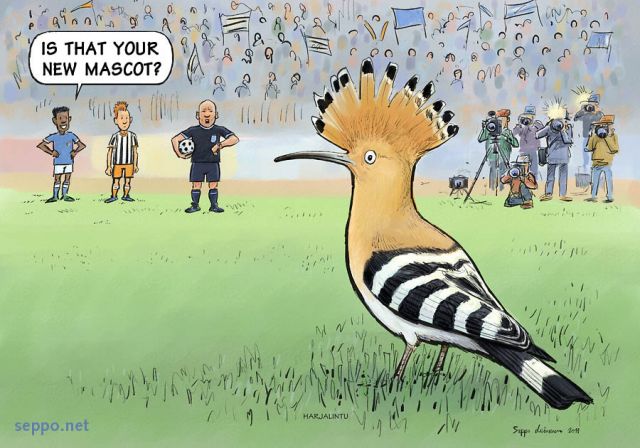  Hoopoe at the football stadium, keywords:
 Hoopoe Upupa epops football mascot soccer stadium green match cartoon