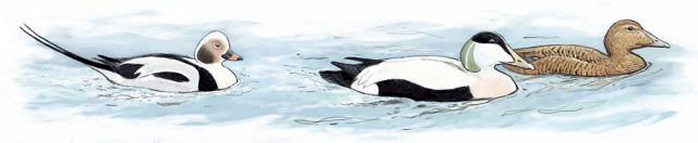  Long-tailed Duck and Common Eiders, keywords:
 Long-tailed Duck Common Eider Clangula hyemalis Somateria mollissima Baltic Sea cartoon
