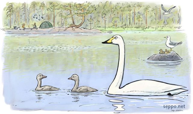  Whooper Swan and Common Gull with offspring, keywords:
 tent camping campfire whooper swan cygnet common gull mew gull nestling nesting brooding water bird summer lake cygnus cygnus Larus canus cartoon