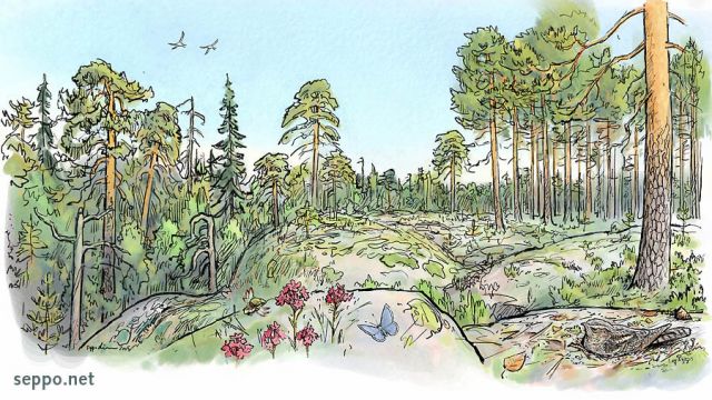  Nightjar nesting on rock, keywords:
 European nightjar nest incubate brood barren rock pine forest Nuuksio Noux Caprimulgus europaeus Sticky catchfly Viscaria vulgaris cartoon