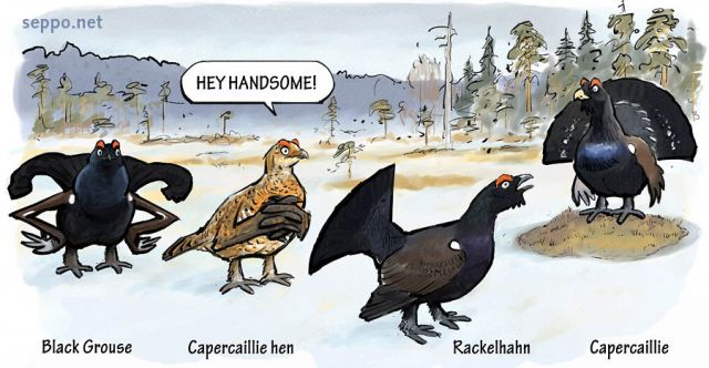  Capercaillie and Black Grouse and Rackelhahn at courting display, keywords:
 western capercaillie wood grouse heather cock black grouse blackgame rackelhahn rackelwild courting display cock hen bog mire spring hybrid crossbreed terao urogallus Tetrao tetrix cartoon