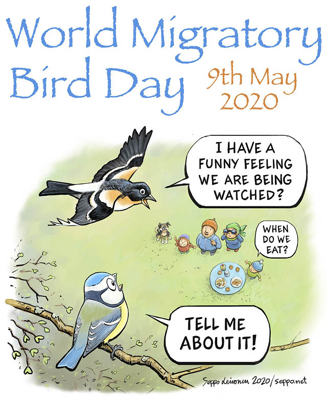  World Migratory Bird Day, keywords:
 World Migratory Bird Day birds migration spring Birdlife brumling blue tit birdwatching family garden outdoors nature Fringilla montifringilla Cyanistes caeruleus cartoon