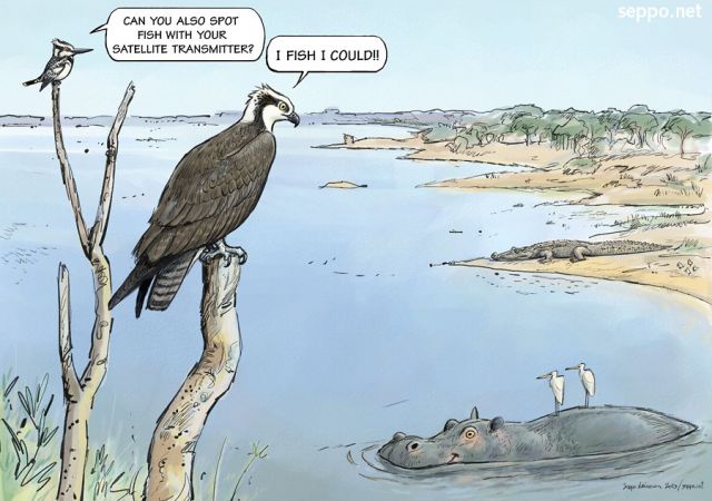  Osprey wintering in Africa, keywords:
 osprey pied kingfisher hippo hippopotamus crocodile egret wintering migration bird birds Pandion haliaetus Ceryle rudis cartoon