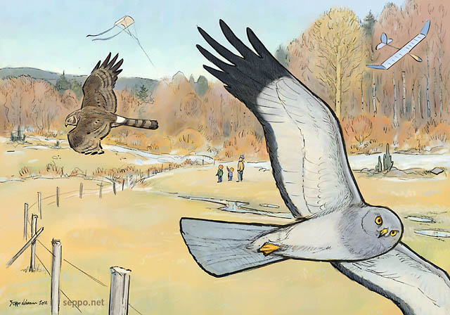  Hen Harrier kite and glider, keywords:
 Hen harrier Northern harrier bird of prey Circus cyaneus spring migration kite glider meadow cartoon