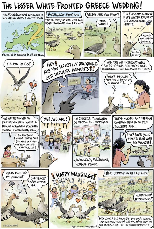  The Lesser White-Fronted Greece Wedding, keywords:  lesser white-fronted goose group Greece Fennoscandian population breeding wedding life lwfg wwf birds flyway conservation Kerkini hunting poaching endangered migration Natura2000 Anser erythropus cartoon