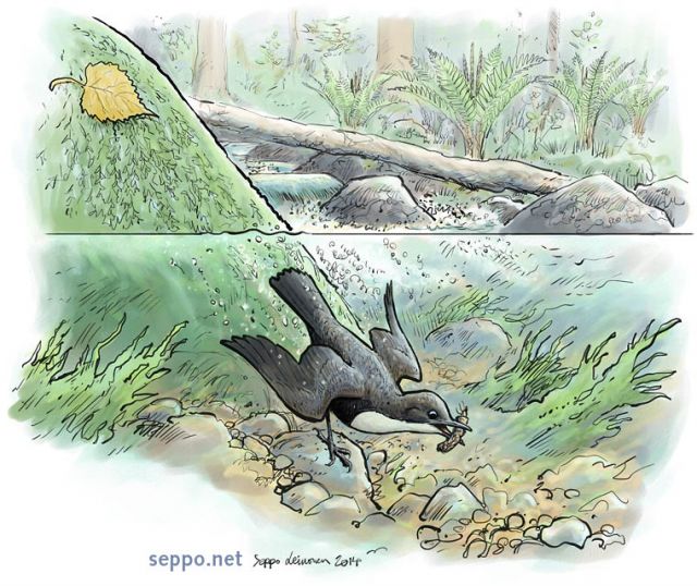  White-throated Dipper diving, keywords:
 white-throated dipper creek brook rapids white water dive diving pupa larva caddisfly Cinclus cinclus Trichoptera cartoon