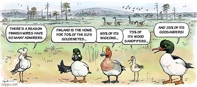 Finnish mires have many admirers, keywords:
 bird mire wetland Europe Ruff Goldeneye Wigeon Wood Sandpiper Goosander Bean Goose Europe EU Philomachus pugnax Bucephala clangula Tringa glareola Anas penelope Mergus merganser Anser fabalis piirros: seppo.net