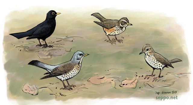  Blackbird, Fieldfare, Redwing and Song thrush, keywords:
 Common blackbird Fieldfare Redwing Song thrush Turdus pilaris merula iliacus philomelos birds cartoon