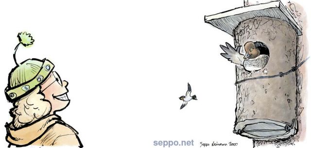  Bird box for the Goldeneye, keywords:
 Bird box Goldeneye Bucephala clangula diver bird spring nest piirros