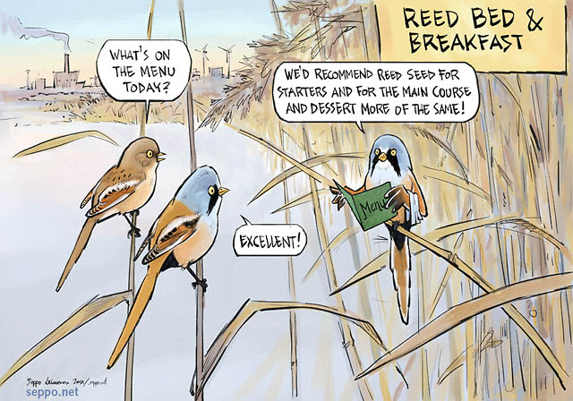  Bearded Reedlings, keywords:  bearded reedling tit parrotbill Panurus biarmicus common reed Phragmites australis reedbed menu food bed breakfast main course dessert. birds humor cartoon