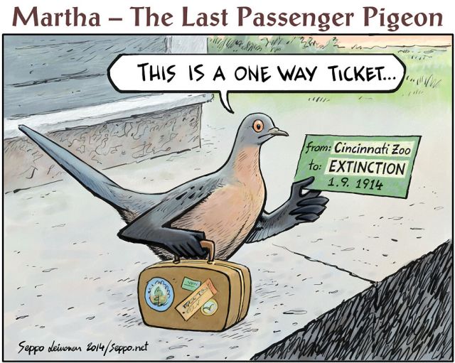  Martha - the last passenger pigeon, keywords:  Martha last passenger pigeon extinction extinct endangered species one way ticket Ectopistes migratorius Cincinnati Zoo nature birds cartoon