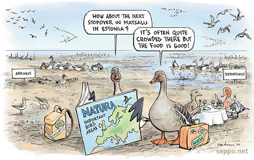  Migratory birds and  the important bird areas, keywords:
 migration bird IBA important bird area Bean Goose Wood Sandpiper Pintail Wigeon Born to Travel cartoon