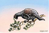Filename=birds_metso_hakoo2_en.jpg
Filesize=87KiB
Dimensions=640x437
Date added=Apr 19, 2012 birds_metso_hakoo2_en.jpg
