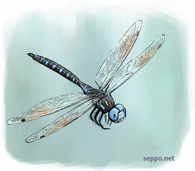 Siberian Hawker, keywords:
 Siberian Hawker dragonfly Aeshna crenata cartoon