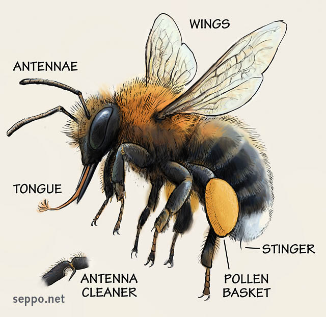  Body parts of Bumblebee, keywords:
 bumblebee body parts wings antennae tongue pollen basket stinger antenna cleaner pollinator Bombus hypnorum Apidae cartoon