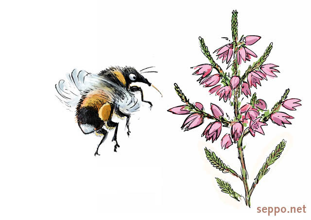  Bumblebee and  heather, keywords:
 white-tailed bumblebee Common heather ling Bombus lucorum Calluna vulgaris cartoon