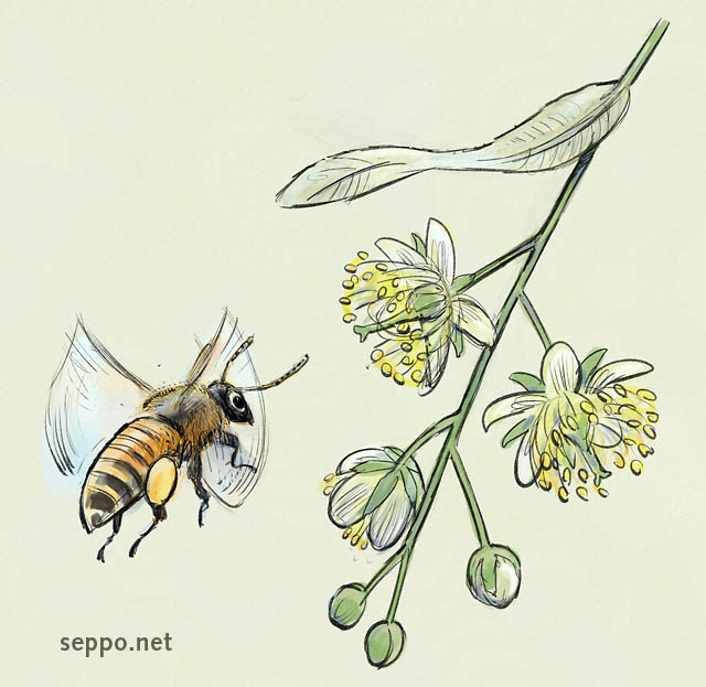  Honey bee and linden flower, keywords:
 bee western honey bee linden small-leaved lime little-leaf linden flower blossom inflorescence Tilia cordata Apis mellifera cartoon