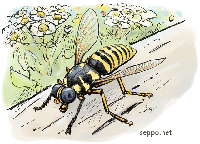  Temnostoma vespiforme , keywords:
 Temnostoma vespiforme hoverfly flower fly syrphid fly cartoon