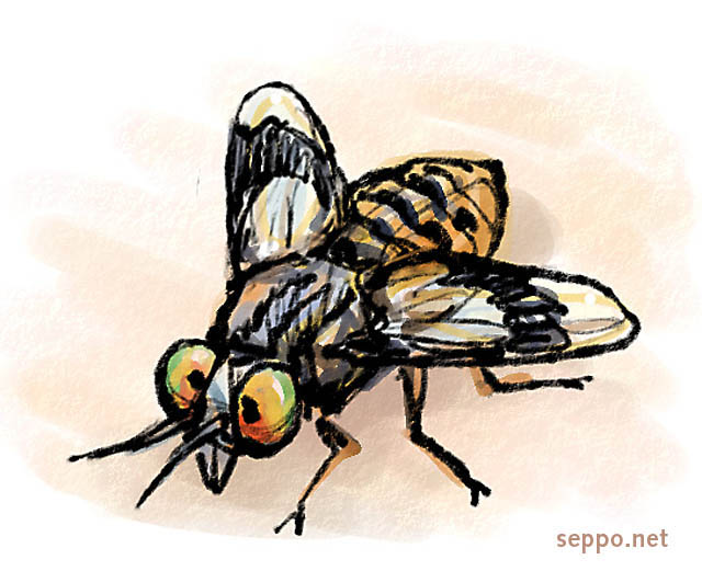  Deer fly, keywords:
 Deer fly yellow fly insect bug pest Chrysops relictus cartoon