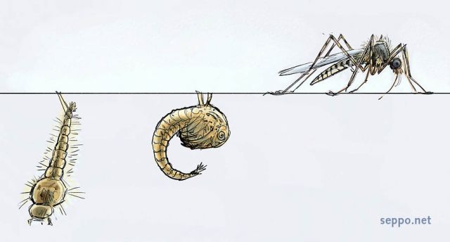  Mosquito larva pupa and adult, keywords:
 Mosquito larva pupa adult water surface Culicidae cartoon