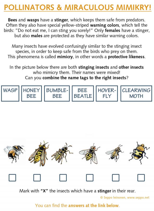  Pollinators and mimikry, keywords:
 pollinator mimikry protective likeness Hymenoptera honey bee wasp bumblebee bee beatle clearwing moth hoverfly kids stuff stinger identification school biology cartoon
