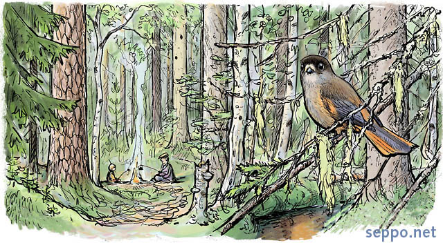  Siberian Jay in old-growth forest, keywords:
 old-growth forest coniferous forest wilderness conservation natural polypore pine spruce aspen birch Siberian Jay lichen treemoss Usnea naava campfire coffee break excursion outing Perisoreus infaustus cartoon