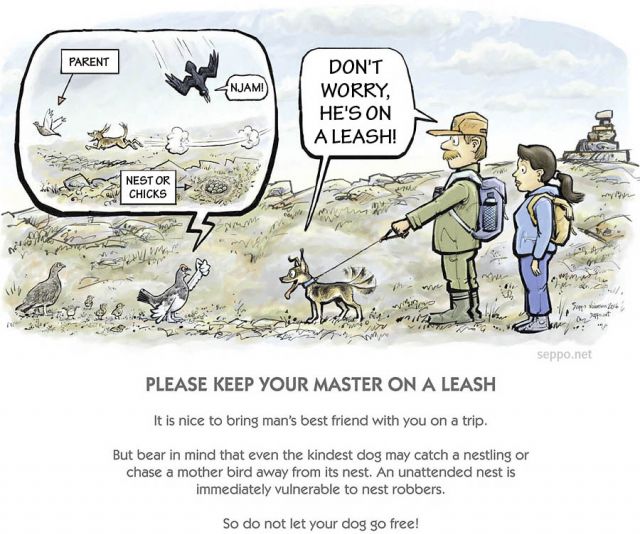  Keep a dog on a leash please, keywords:
 national park dog leash bird ptarmigan raven nest eggs chicks Lapland nature wildlife observation outdoors nature hiking cartoon