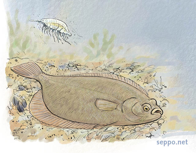  Flounder and Monoporeia affinis, keywords:
 European Flounder Platichthys flesus flatfish Monoporeia affinis Baltic Sea cartoon