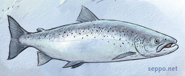  Atlantic salmon, keywords:
 Atlantic salmon Salmo salar Baltic Sea cartoon