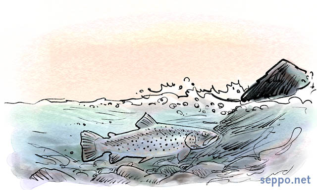  Brown Trout in white water, keywords:
 Brown trout river rapids white water Salmo trutta cartoon