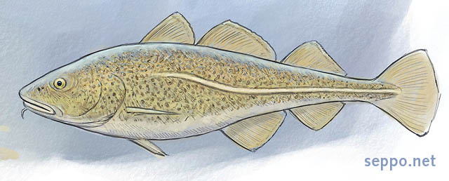  Atlantic cod, keywords:
 Atlantic cod Gadus morhua Baltic Sea cartoon