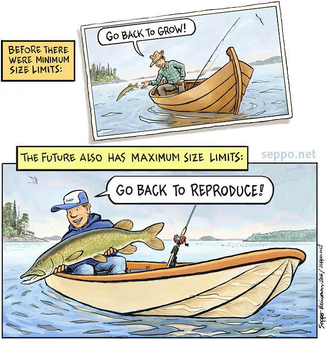  Fishing and maximum size limit, keywords:
 fish fishing stock breeding spawning minimum maximum size limit brood reproduction conservation research pike Esox lucius future cartoon