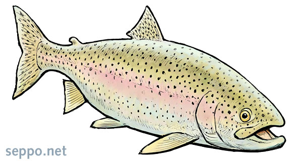  Rainbow trout, keywords:
 rainbow trout Oncorhynchus mykiss illustration