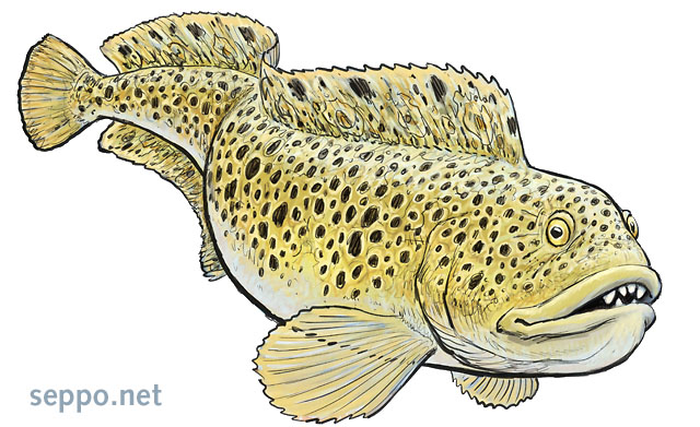  Spotted wolffish, keywords:
 spotted wolffish Anarhichas minor Illustration