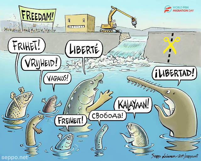  Migrating fish and dam removal, keywords:
 trout spawning river fish migration rivers Salmo trutta eel grayling sturgeon twait shad sawfish lumprey ludong dam removal freedom cartoon