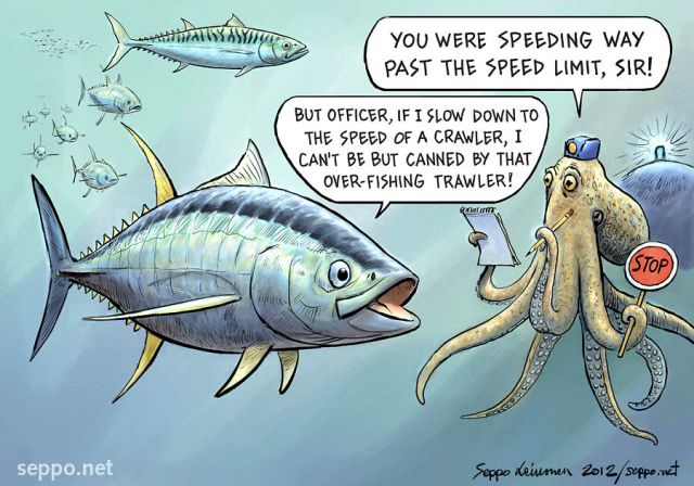  Speeding Tuna - Octopus - over-fishing, keywords:
 Yellowfin tuna Mackerel Octopus speeding over-fishing fish stock canned osean marine biology police law Thunnus albacares Scomber scombrus cartoon