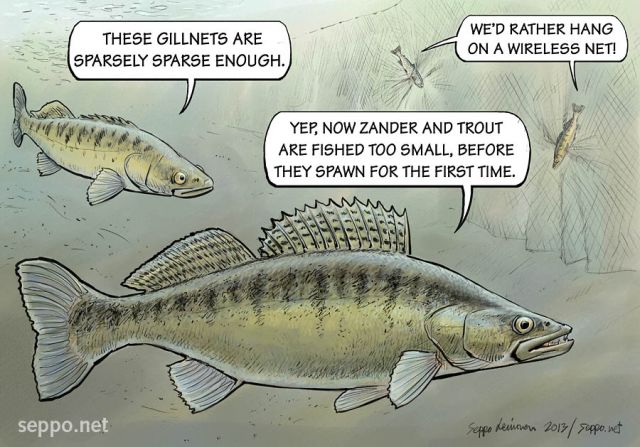  Zander and trout - wireless net, keywords:
 gillnet net overfishing spawn spawning population sustainable fishing minimum size pike-perch zander Sander lucioperca brown trout Salmo trutta pilapiirros