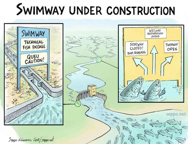  Dam removal swimway and fish passages, keywords: salmon trout migrating fish swimway passage technical natural wetland dam threat sea ocean dam removal hydro power spawning river fish migration rivers Salmo salar trutta cartoon