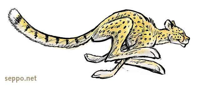  Cheetah speeding, keywords:
 Cheetah run running runner speed Acinonyx jubatus cartoon