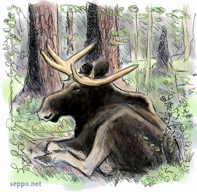  Moose alias Elk is resting, keywords:
 moose Eurasian elk antlers male bull pine forest Alces alces cartoon