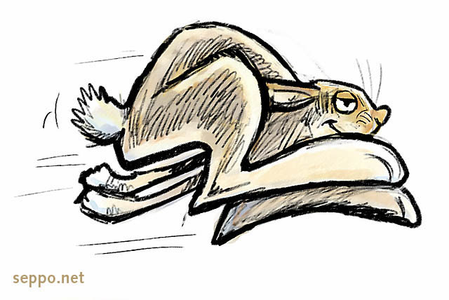 Hare runs, keywords:
 Mountain hare blue hare tundra hare variable hare white hare snow hare alpine hare run running speed Lepus timidus cartoon