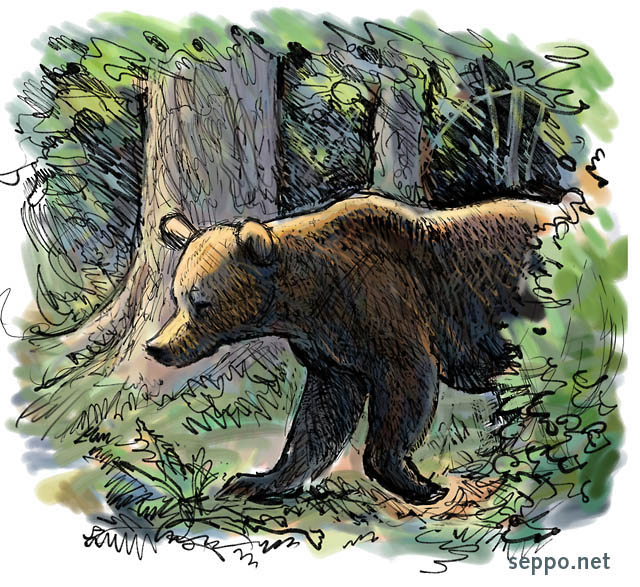  Brown Bear, keywords:
 brown bear predator carnivore old-growth forest Ursus arctos cartoon