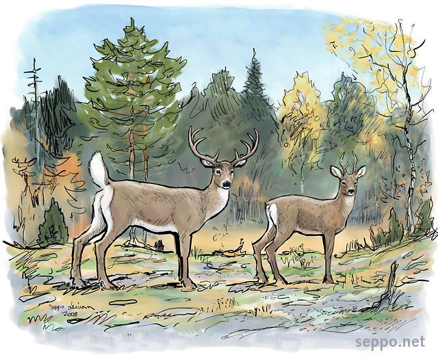   White-tailed deer and Roe deer, keywords:
 White-tailed deer Roe deer autumn fall colors forest Odocoileus virginianus Capreolus capreolus cartoon