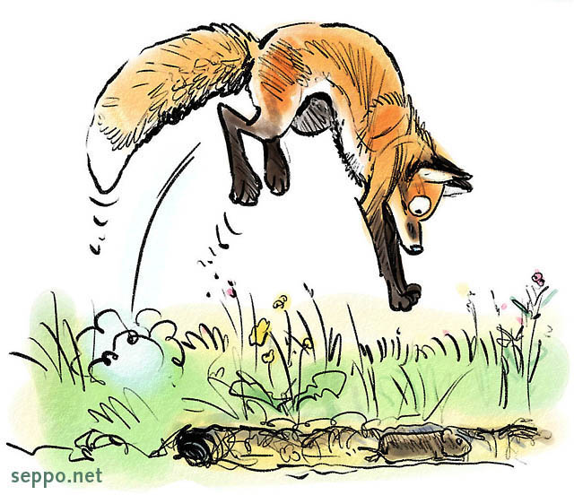  Red fox preying, keywords:
 Red fox prey catch vole jump Vulpes vulpes cartoon
