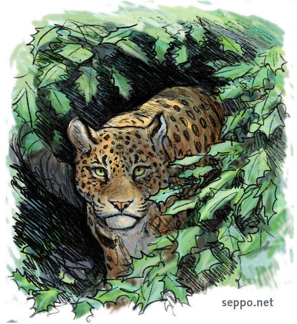  Leopard and Holly Oak tree, keywords:
 leopard big cat feline carnivore predator oak holly oak evergreen tree Panthera pardus Quercus ilex cartoon