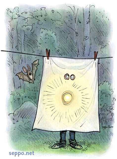  Bat watching at night, keywords:
 bat watching Brown long-eared bat Common long-eared bat night torch flashlight sheet Plecotus auritus cartoon