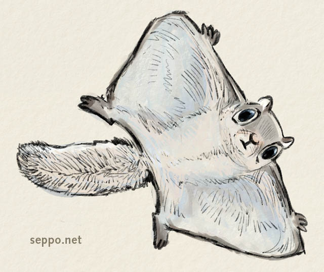  Flying Squirrel gliding, keywords:
 flying squirrel glide gliding Pteromys voland cartoon