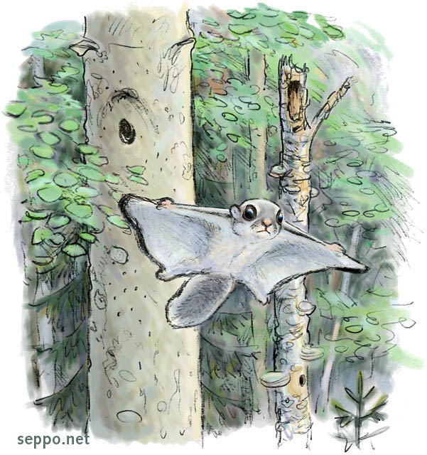  Flying squirrel in mixed old growth forest, keywords:
 flying squirrel aspen tree old growth forest nest hole glide gliding deadwood Polyporaceae mixed forest Pteromys volans cartoon
