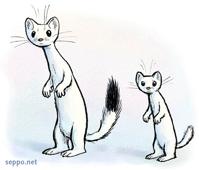  Stoat and Least weasel, keywords:
 stoat ermine short-tailed weasel Least weasel Mustela nivalis Mustela erminea cartoon